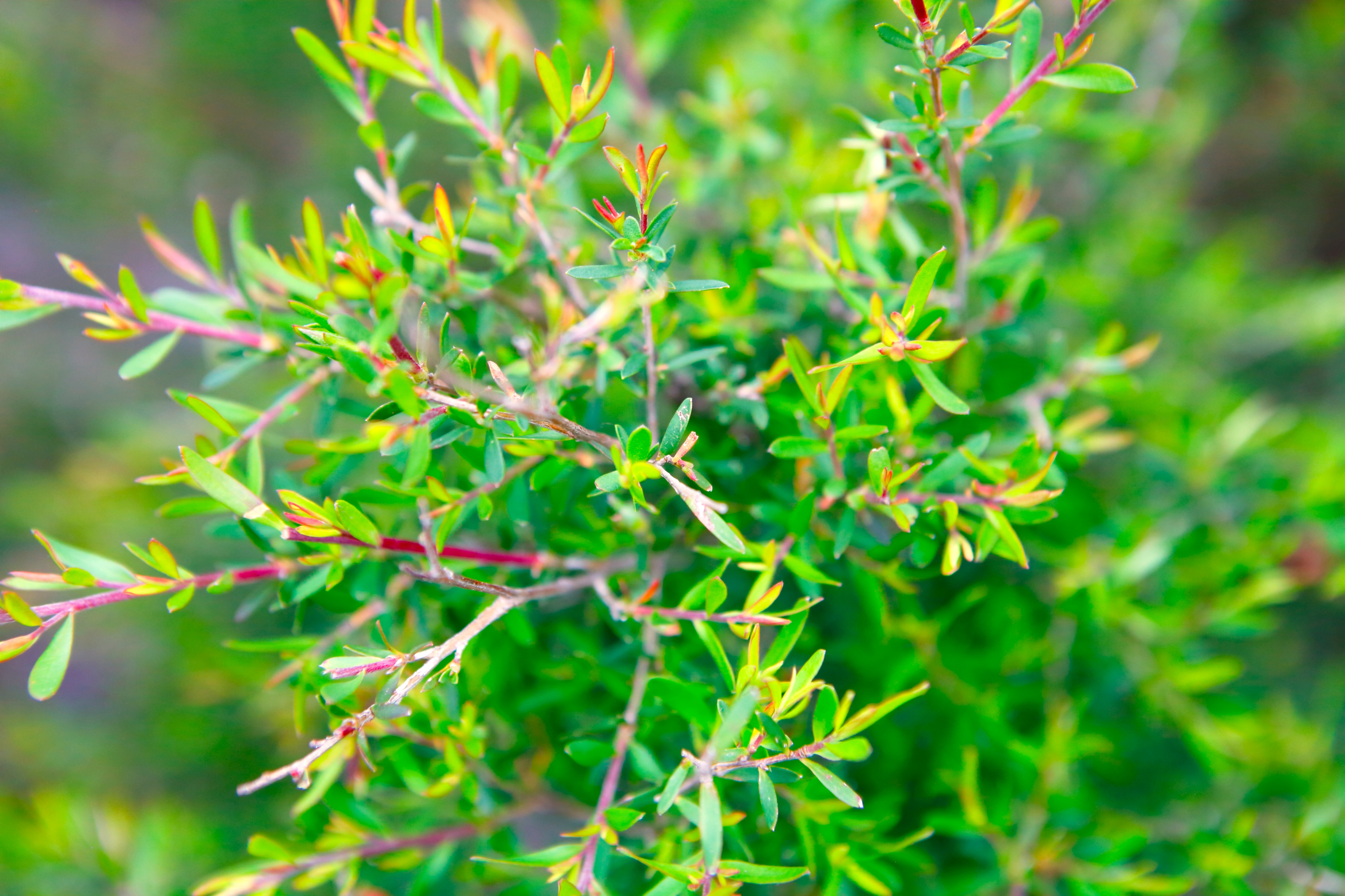 Tea Tree plant 5616 x 3744 iStock -1