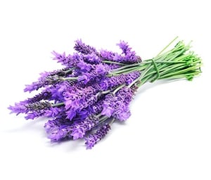 LAVENDER ESSENTIAL OIL ORGANIC - POMETTI