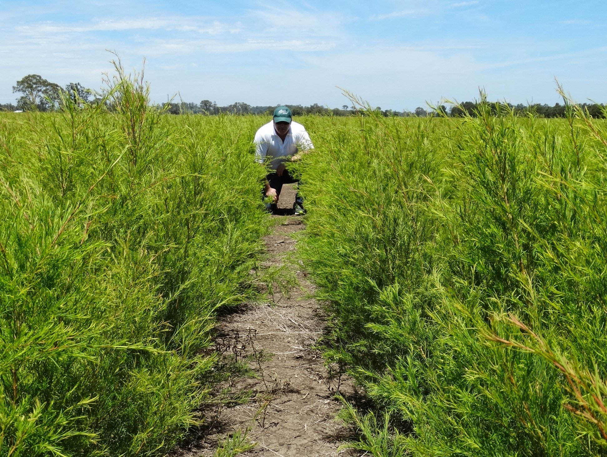 Alan Tea Tree field 