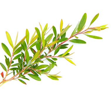 Pure Australian Tea Tree Oil