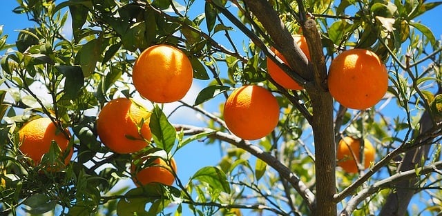 oranges-1117628_640