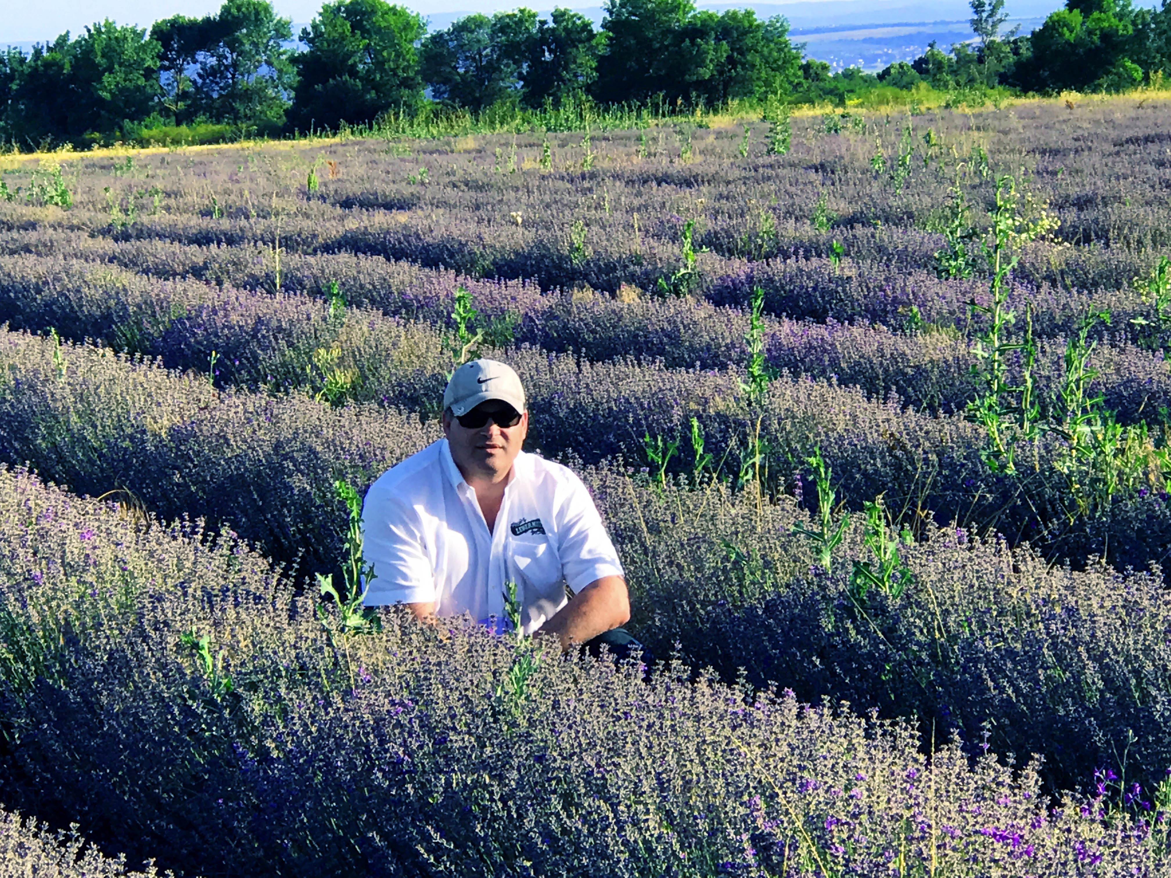 Lavender crop