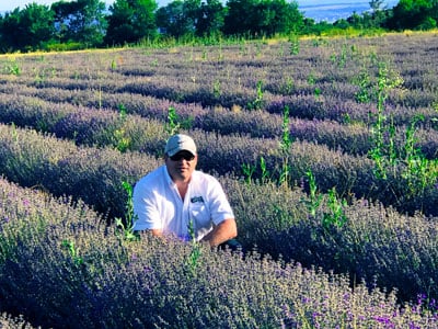 Lavender-crop-2