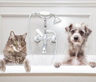 Pet Personal Care Fragrances