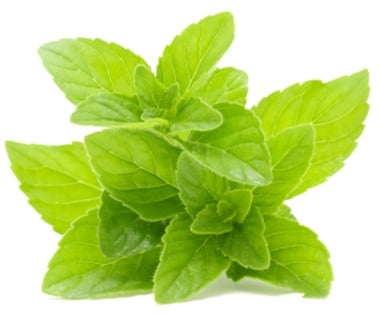 Spearmint from the US, India, and China